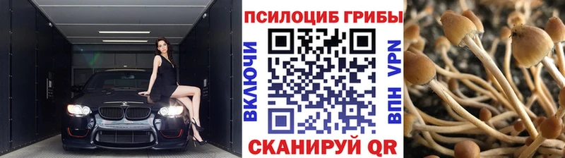 Псилоцибиновые грибы Psilocybine cubensis  Чухлома 